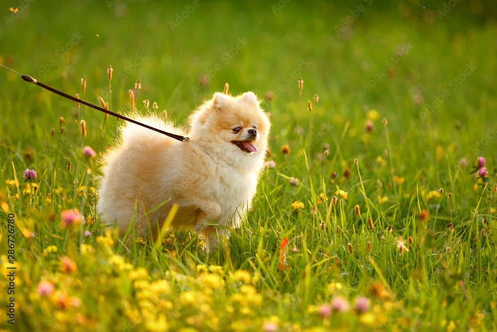 Beautiful Pomeranian dog walks on the lawn in the Park