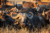 Buffalo herd resting inn the early morning sun light after a night of feeding.