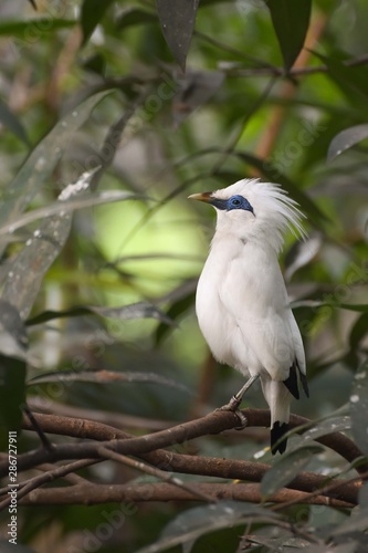 Bali sterling also known as The Bali Myna bird
