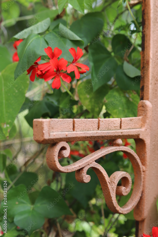 Fototapeta premium Red flowers