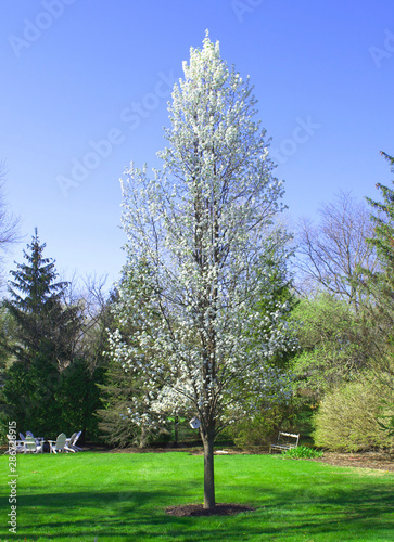 Pear Tree in Bloom