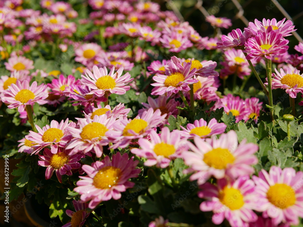 Selective focus of fresh pink / light purple chrysanthemum flowers in bright sunlight