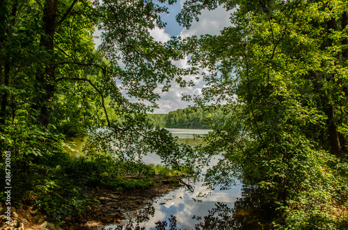 Lake View from the Forest Path