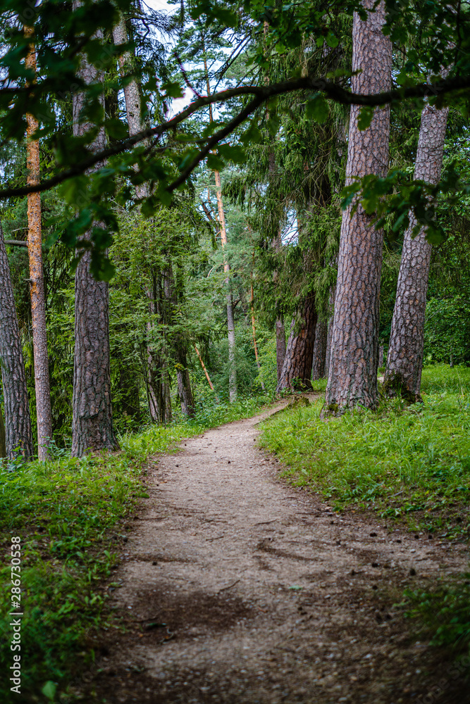 wavy gravel road in green summer forest wavy gravel road in green summer forest