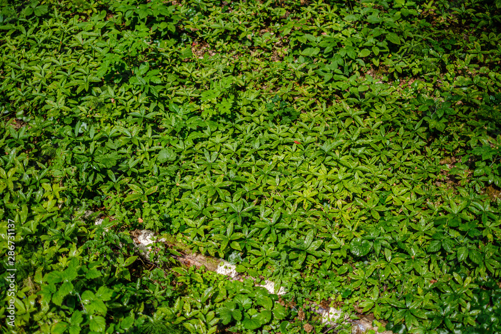 green fresh foliage. tree leaf in summer day in sunlight. abstract pattern green fresh foliage. tree leaf in summer day in sunlight. abstract pattern