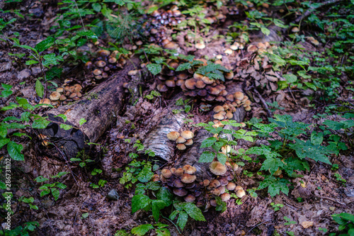 old dry broken tree trunks and stomps in forest