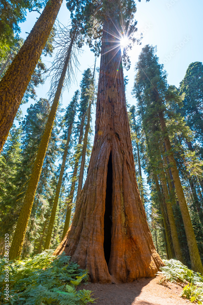 A giant Sequoia with the sun in the background in Sequoia National Park, California. United States