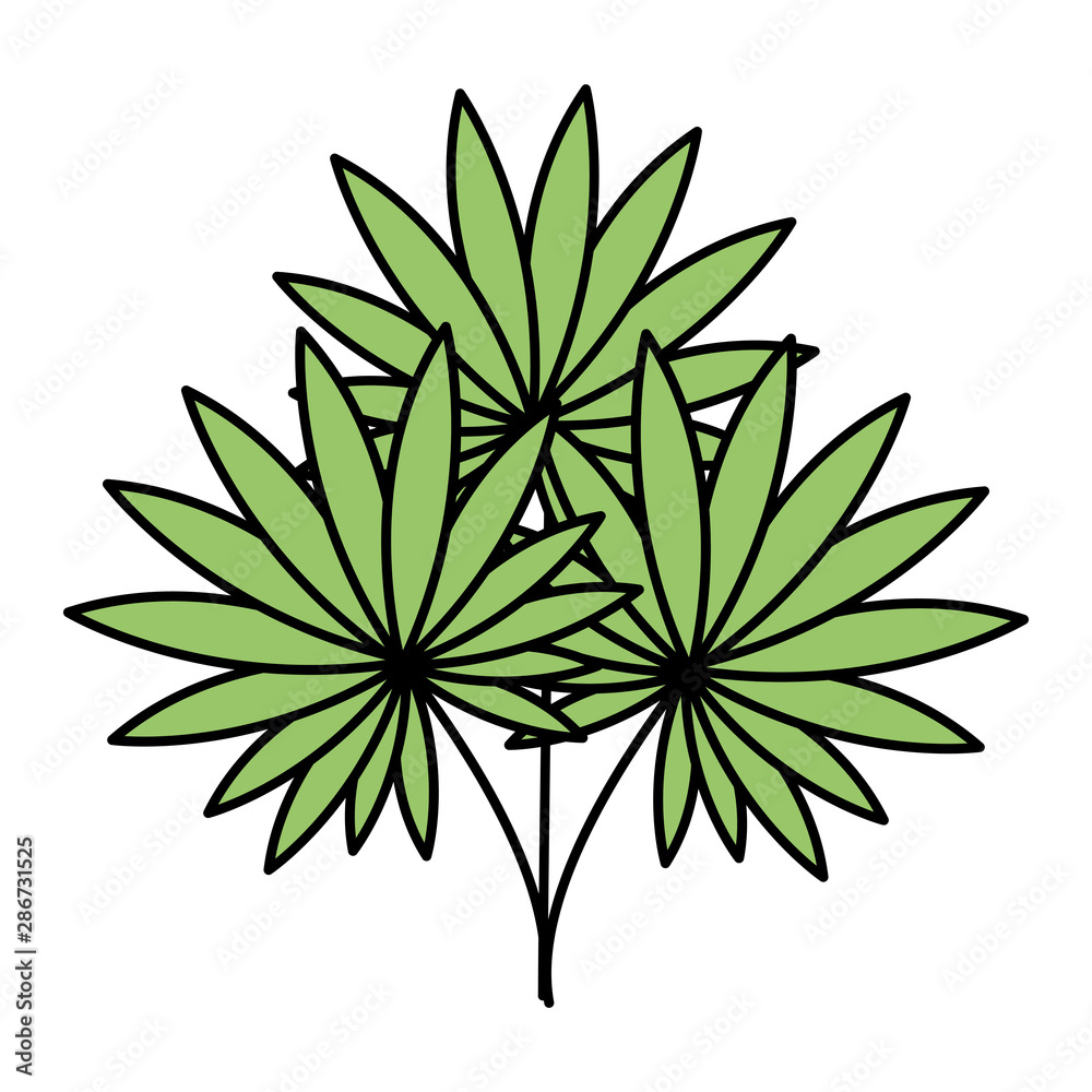 exotic and tropical leafs plant decoration exotic and tropical leafs plant decoration
