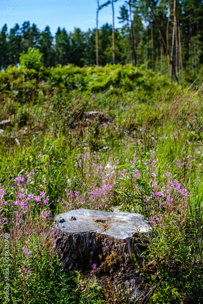 old dry broken tree trunks and stomps in forest old dry broken tree trunks and stomps in forest