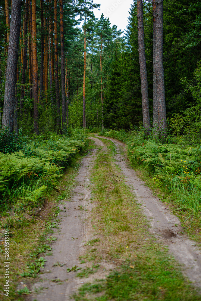 wavy gravel road in green summer forest wavy gravel road in green summer forest