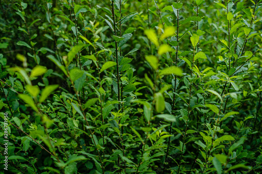 green fresh foliage. tree leaf in summer day in sunlight. abstract pattern