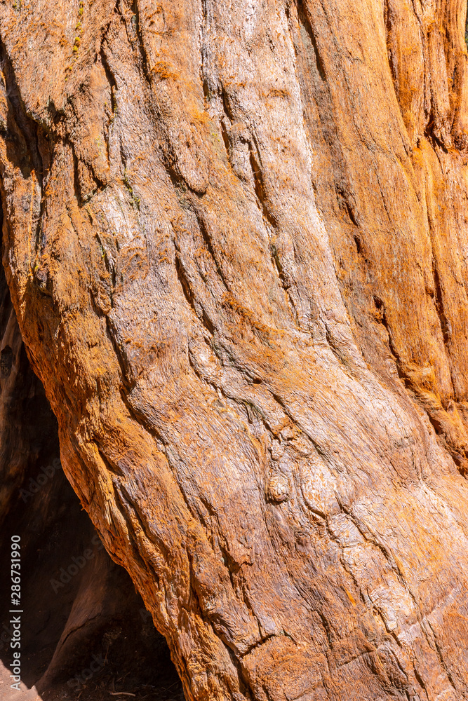 The bark of a giant tree in Sequoia National Park, California. United States The bark of a giant tree in Sequoia National Park, California. United States
