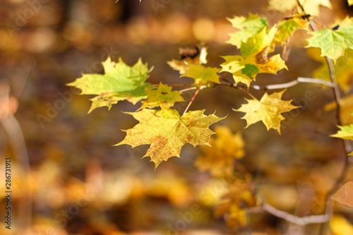 Autumn Leaves On Blurred Background