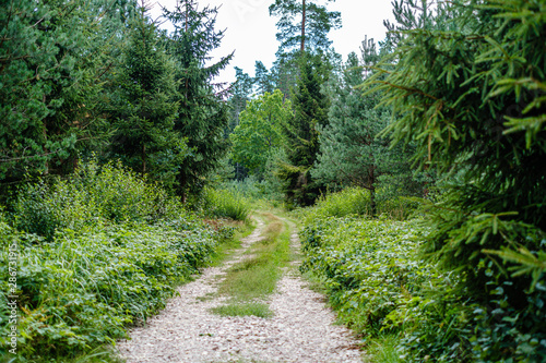 wavy gravel road in green summer forest