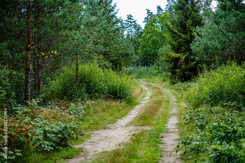 wavy gravel road in green summer forest