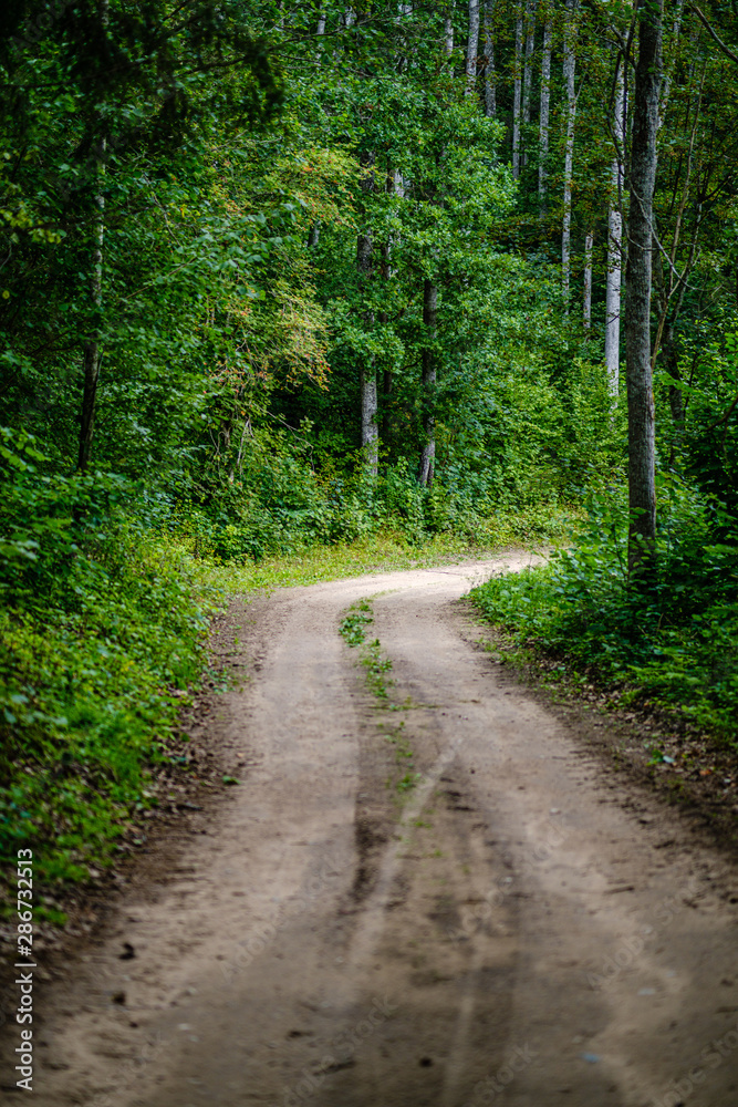 wavy gravel road in green summer forest