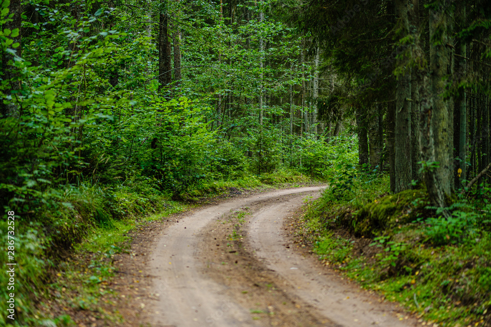 wavy gravel road in green summer forest wavy gravel road in green summer forest
