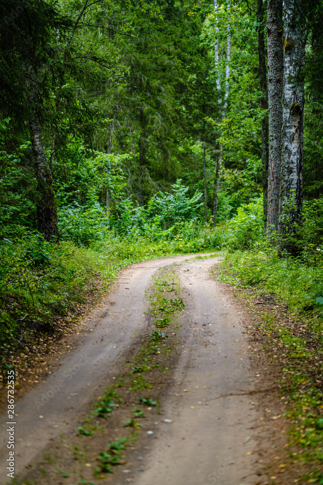 Obraz premium wavy gravel road in green summer forest