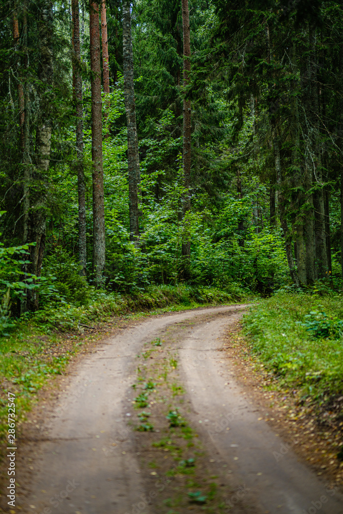 wavy gravel road in green summer forest