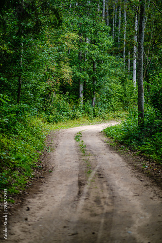 wavy gravel road in green summer forest