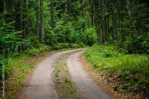 wavy gravel road in green summer forest