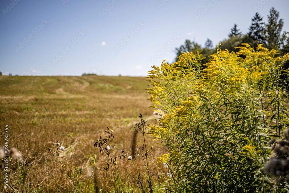 yellow summer flowers on blur background yellow summer flowers on blur background
