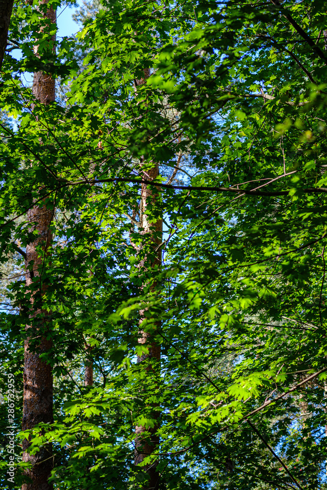 green fresh foliage. tree leaf in summer day in sunlight. abstract pattern green fresh foliage. tree leaf in summer day in sunlight. abstract pattern