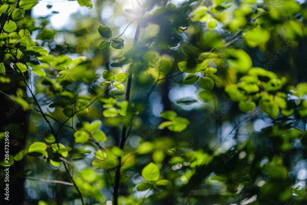 green fresh foliage. tree leaf in summer day in sunlight. abstract pattern green fresh foliage. tree leaf in summer day in sunlight. abstract pattern