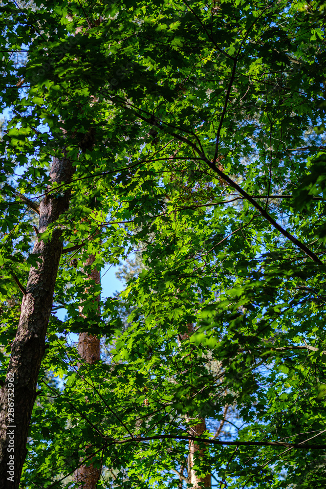 green fresh foliage. tree leaf in summer day in sunlight. abstract pattern green fresh foliage. tree leaf in summer day in sunlight. abstract pattern