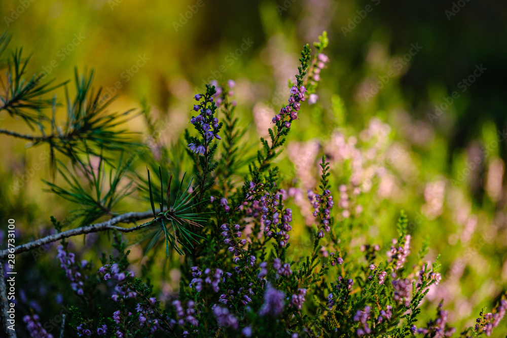 blooming heather in the summer forest on green blur background blooming heather in the summer forest on green blur background
