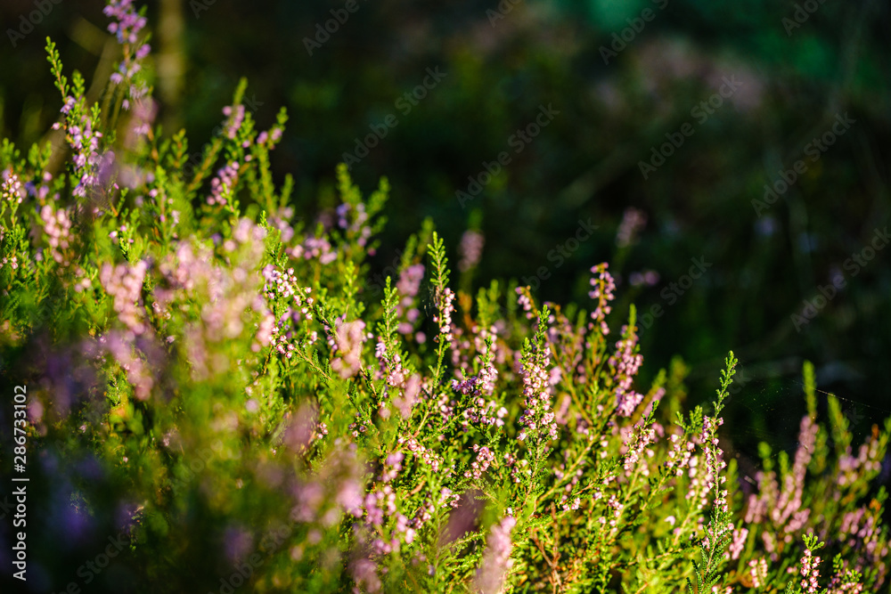 Obraz premium blooming heather in the summer forest on green blur background