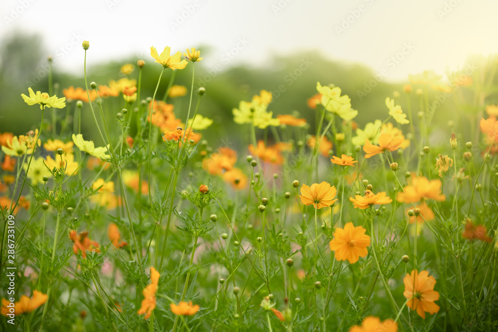 Close up of beautiful orange and yellow cosmos flower with green leaf under sunlight using as background natural plants landscape, ecology wallpaper concept.
