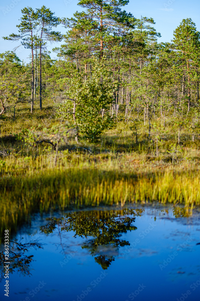 forest lake with blue water in summer day and reflections of old dry trees forest lake with blue water in summer day and reflections of old dry trees