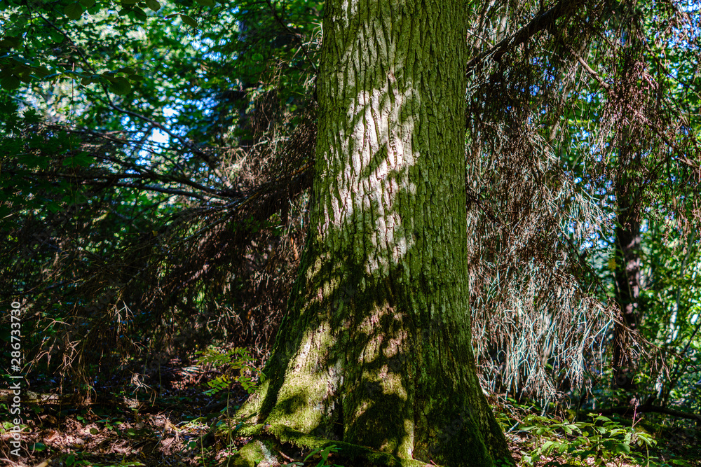 old dry broken tree trunks and stomps in forest