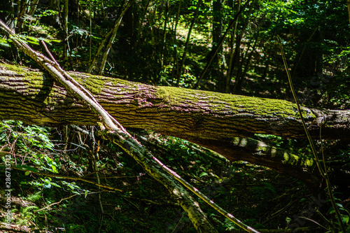 old dry broken tree trunks and stomps in forest