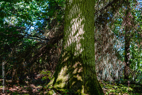 old dry broken tree trunks and stomps in forest