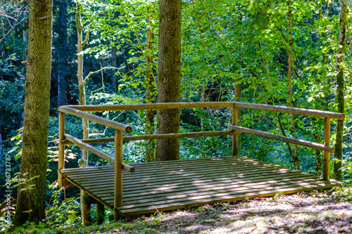 wooden stairs in summer green forest