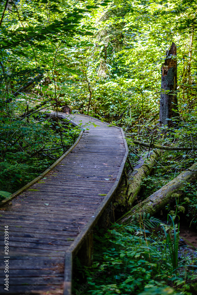 Fototapeta premium wooden stairs in summer green forest