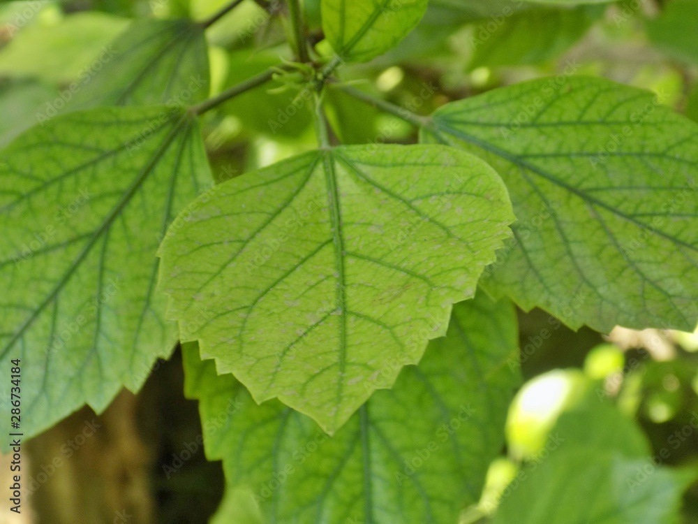 Feuilles vertes Feuilles vertes