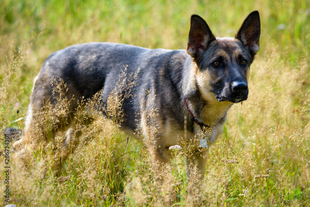 Beautiful Young Black German Shepherd Dog