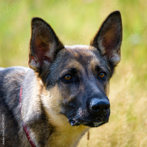 Beautiful Young Black German Shepherd Dog