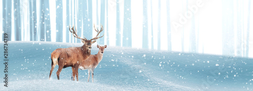 Noble deer in a winter magic forest. Christmas fantastic image. Copy space. Winter wonderland. Banner format.