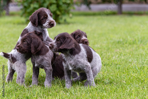 Photo of drahthaar puppies on a sunny day on green grass photo