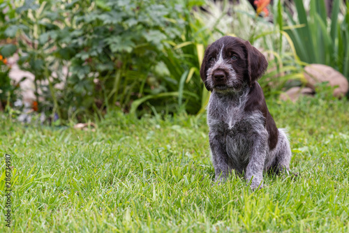 Photo of drahthaar puppy on a sunny day on green grass