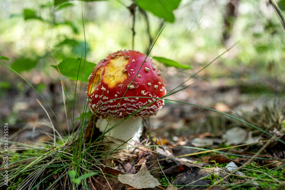 red fly agaric mushroom