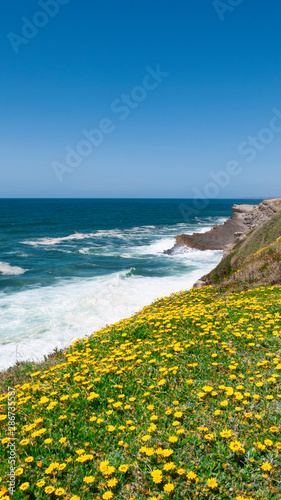 Bright yellow flowers growing at a cliff top along a coastal walk in Praia das Maçãs, Portugal. Taken on a sunny summer day with blue skies.