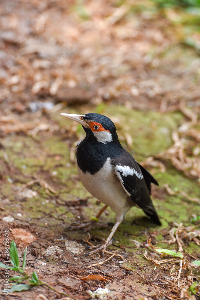 Fototapeta premium Asian Pied Starling