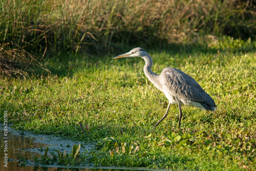Fototapeta premium Graureiher (Ardea cinerea))