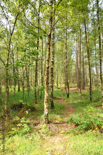 Birch Forest in Kalmthout  nature reserve in Belgium