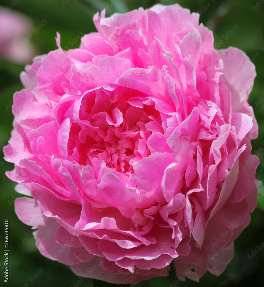 A Perfect Pink Peony in a Garden, Genus Paeonia